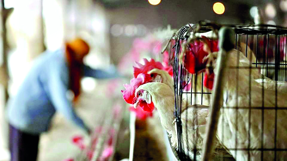 Don’t bring slaughterhouses, meat processing units under EIA: Centre