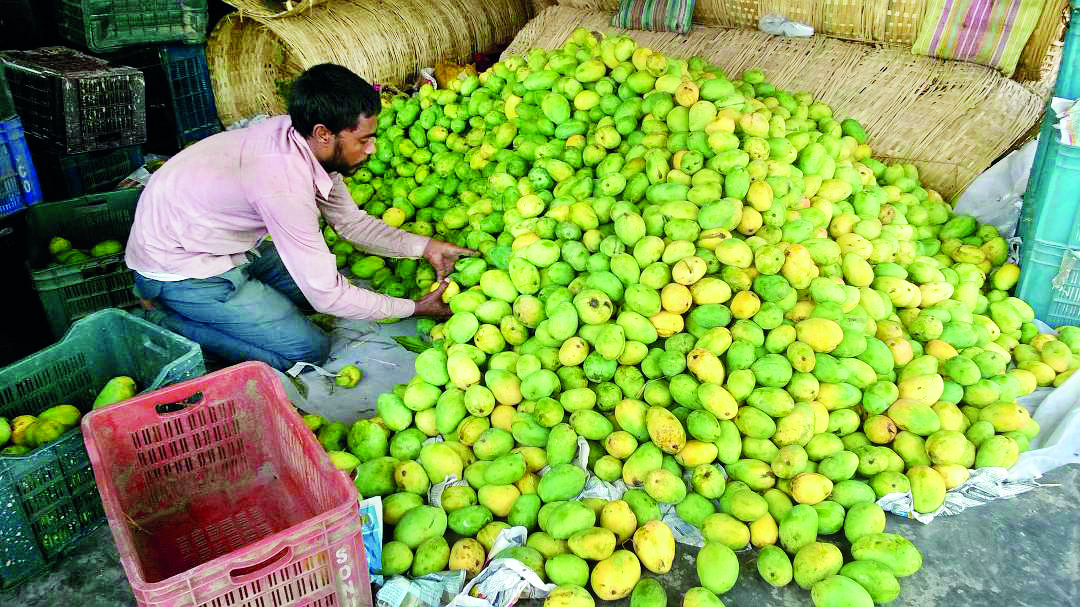 ‘Untimely rains to benefit mango, litchi and other crops in Malda’