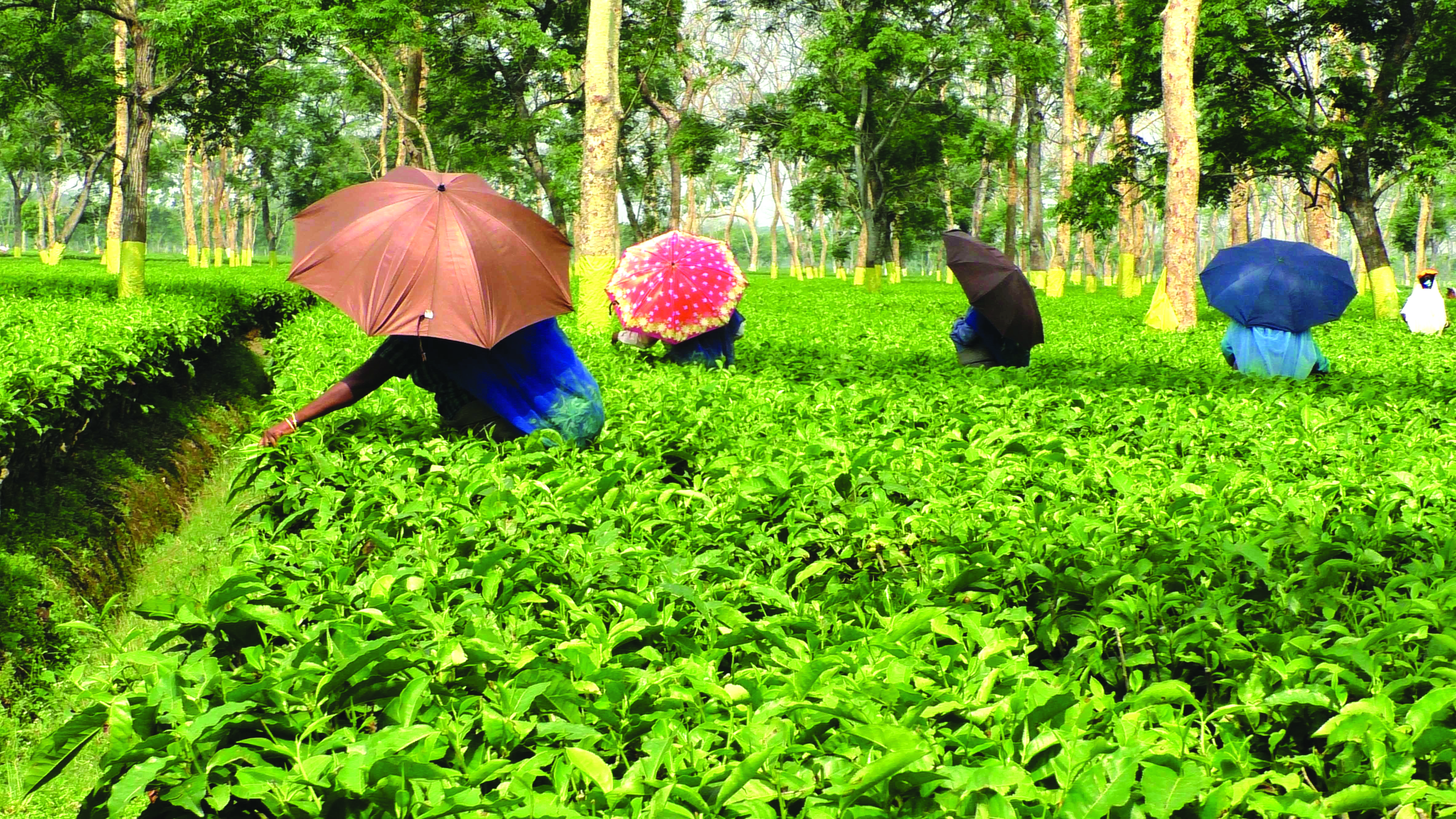 Small tea growers advocate crackdown on low quality tea 
