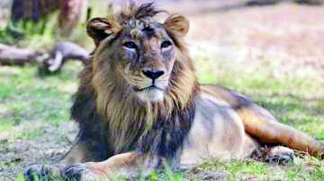 Won’t tolerate that you are killing lions every day: Gujarat High Court pulls up Railways Won’t tolerate that you are killing lions every day: Gujarat High Court pulls up Railways