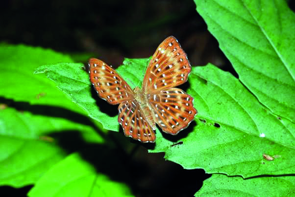 ZSI publishes book on lepidoptera