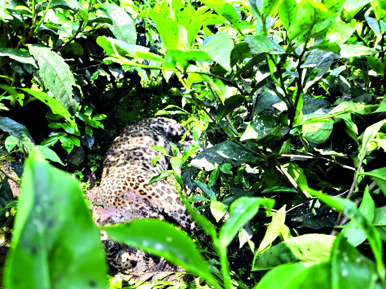 Alipurduar: Leopard’s carcass recovered