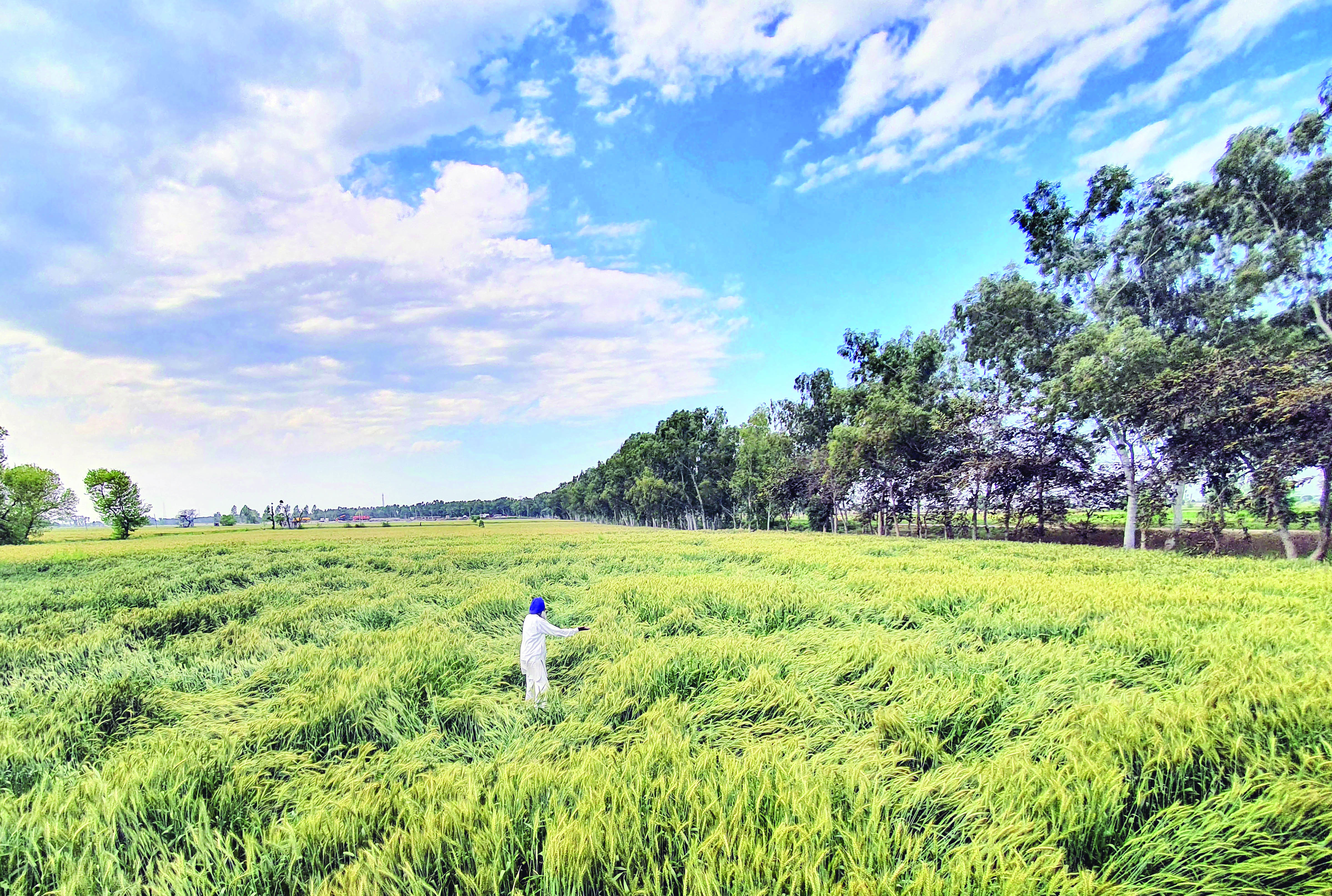 Punjab farmers fear wheat crop damage due to rains Punjab farmers fear wheat crop damage due to rains
