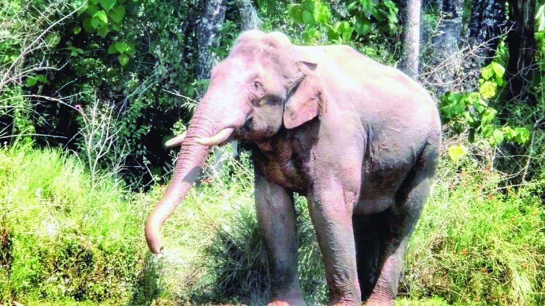 One person gets killed in man-animal conflict   in Karnataka per week, reveals official data