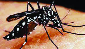 Entomologist suggests ways to avoid mosquito bites in summer Entomologist suggests ways to avoid mosquito bites in summer
