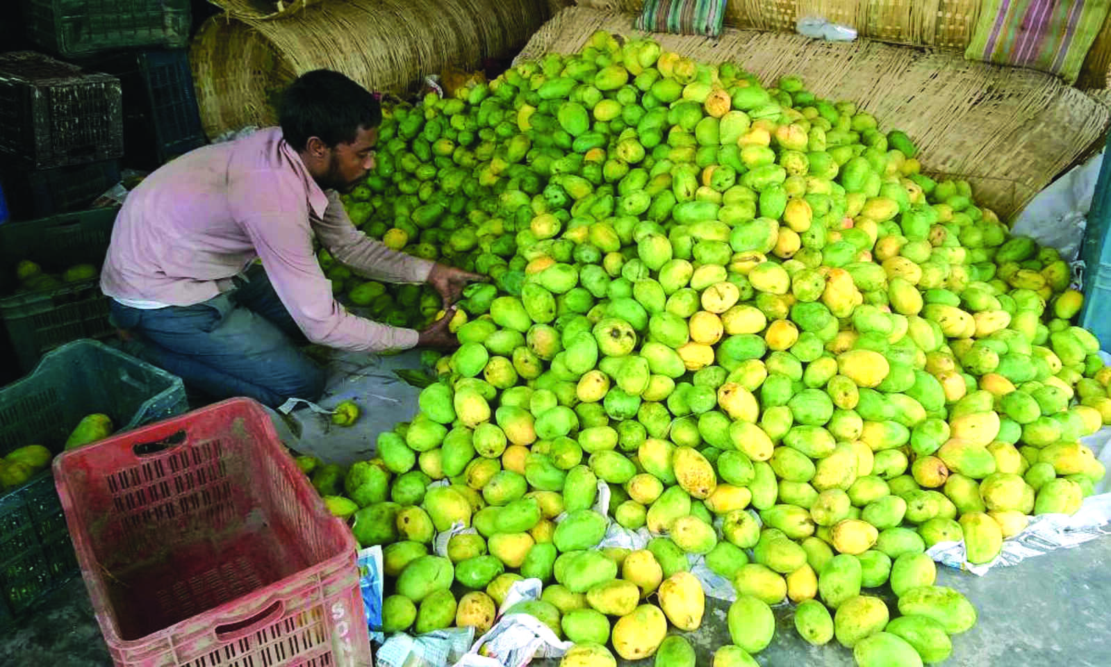 State to distribute saplings of 8 mango varieties among farmers