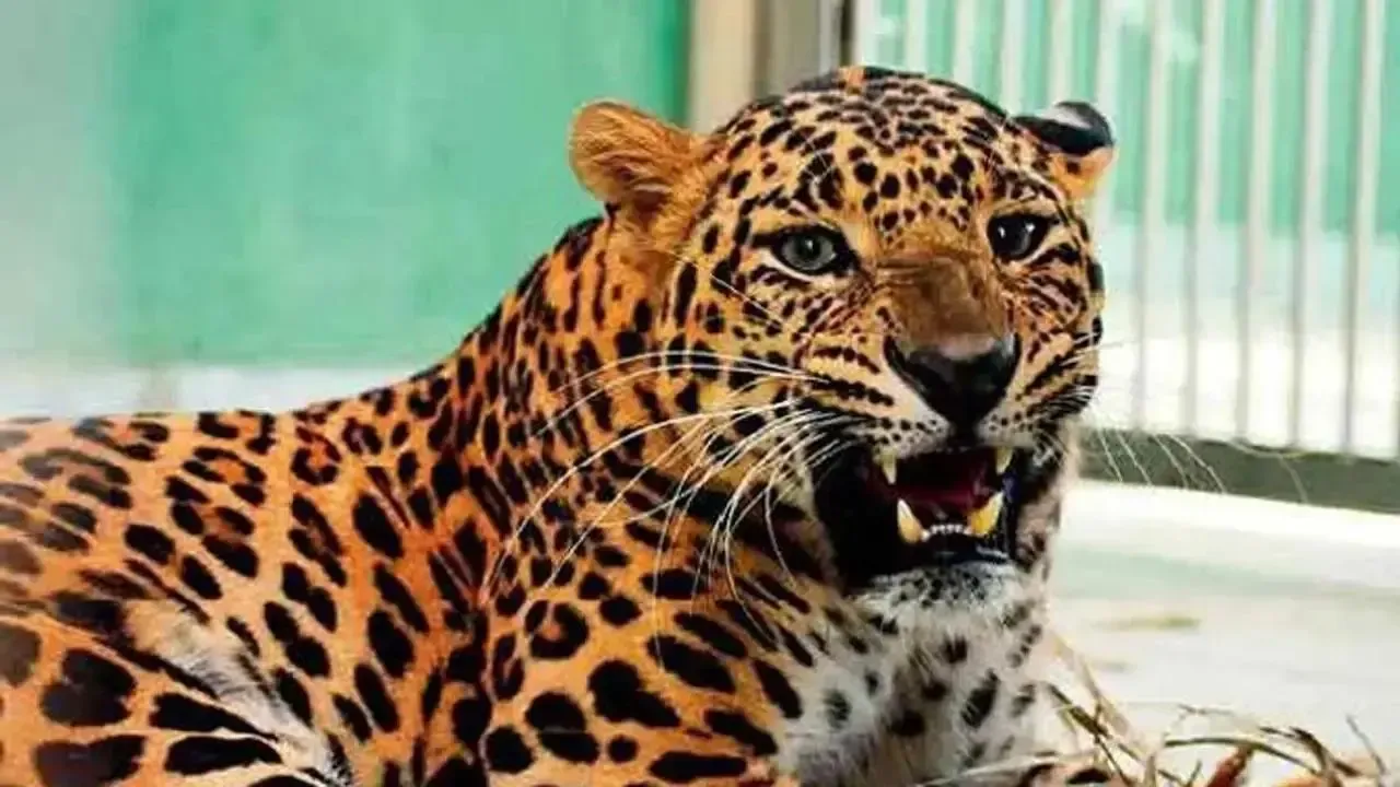 Leopard barges into house in Delhis Wazirabad, 5 injured