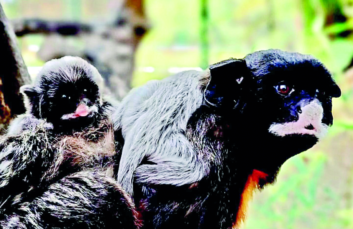 New Town Zoo does first breeding of white-lipped Tamarin monkeys New Town Zoo does first breeding of white-lipped Tamarin monkeys