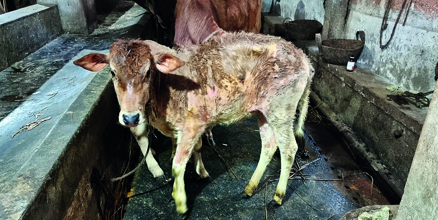 Team tracks virus causing lumpy skin in Indian cattle Team tracks virus causing lumpy skin in Indian cattle