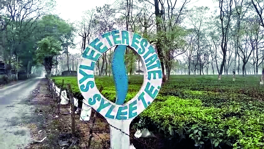 Jalpaiguri: Saili Tea Garden reopens after a month of closure