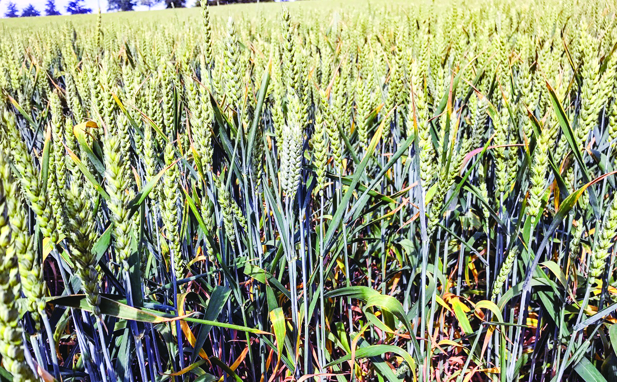 ‘India better prepared to handle climate shocks in wheat crop’