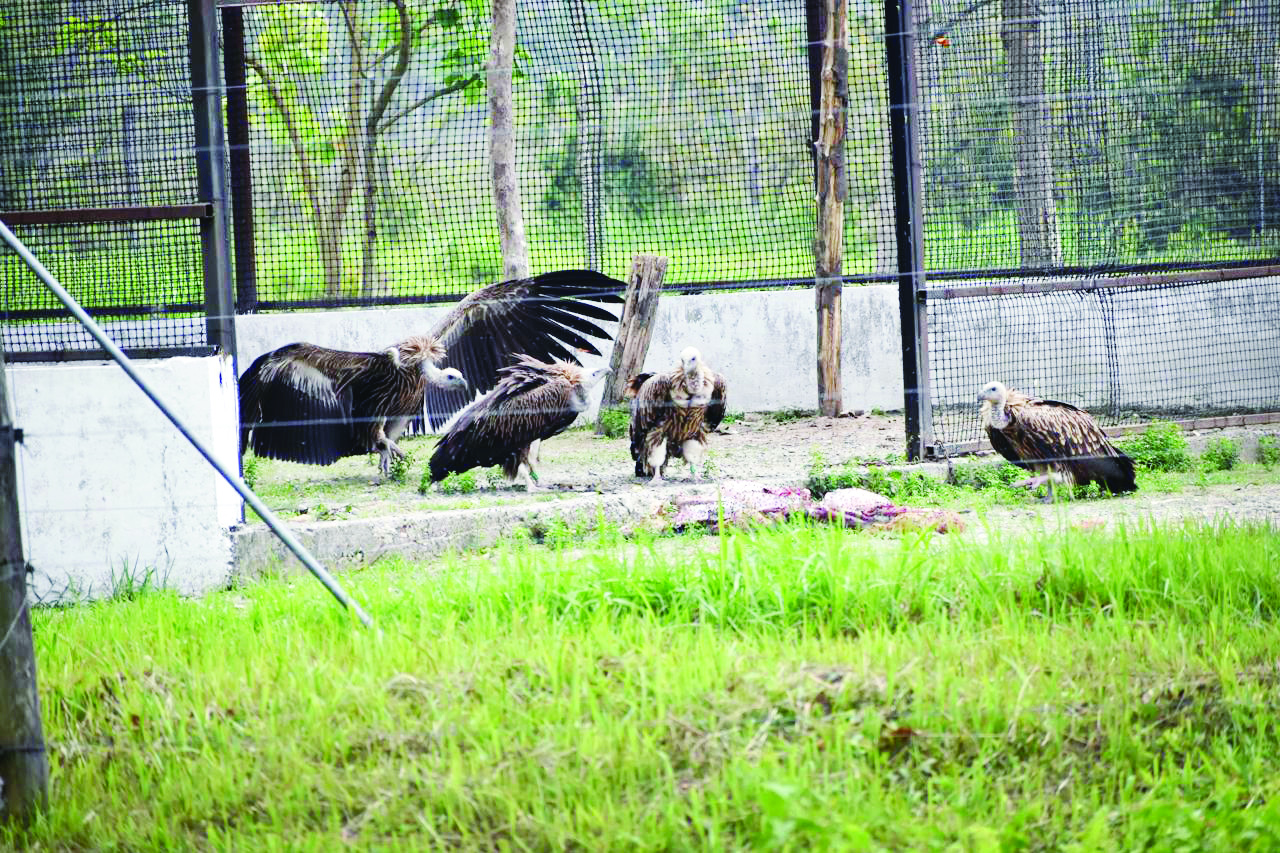 About five Himalayan Griffon Vultures released into the wild About five Himalayan Griffon Vultures released into the wild