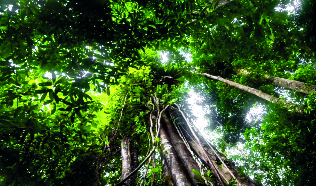 India lost 2.33 million hectares of tree cover since 2000: Global Forest Watch India lost 2.33 million hectares of tree cover since 2000: Global Forest Watch