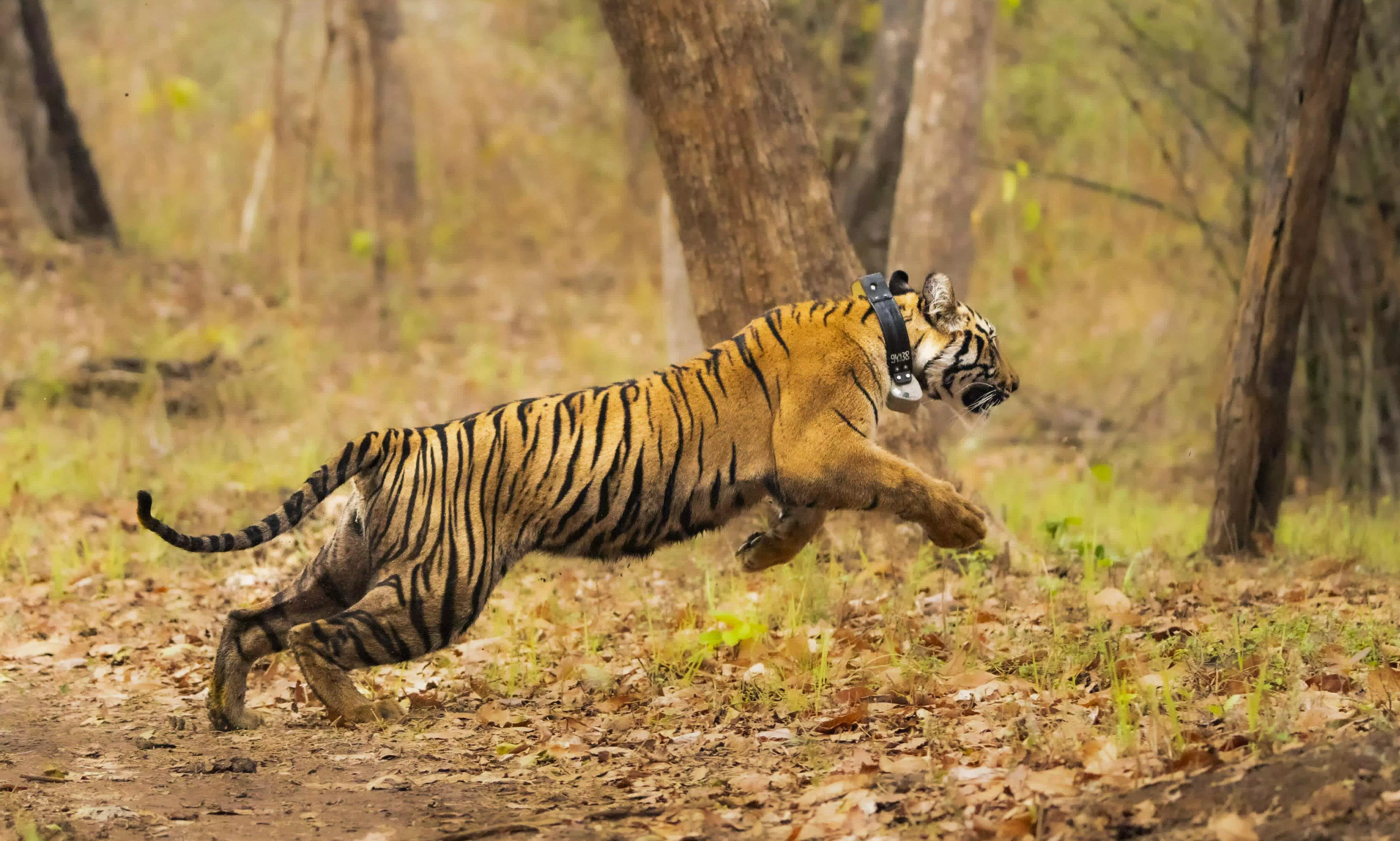 Collared tigress goes missing from Navegaon Nagzira Reserve in Gondia