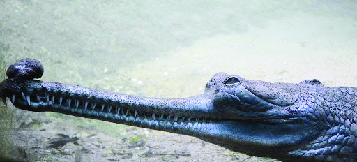 With aim to augment its population, Forest dept releases 37 gharials