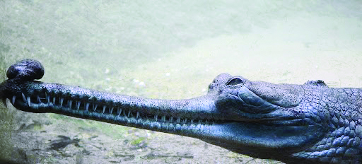 With aim to augment its population, Forest dept releases 37 gharials With aim to augment its population, Forest dept releases 37 gharials
