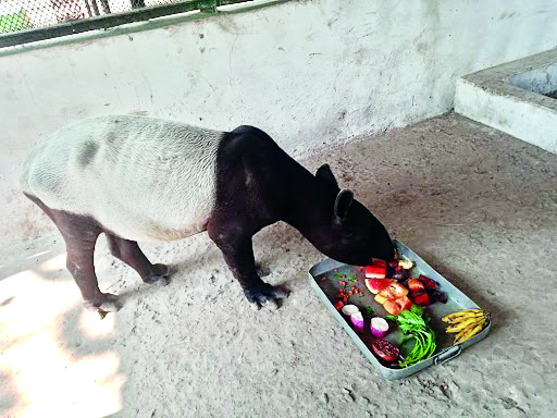 Alipore Zoo staff prepare to keep animals cool during summer