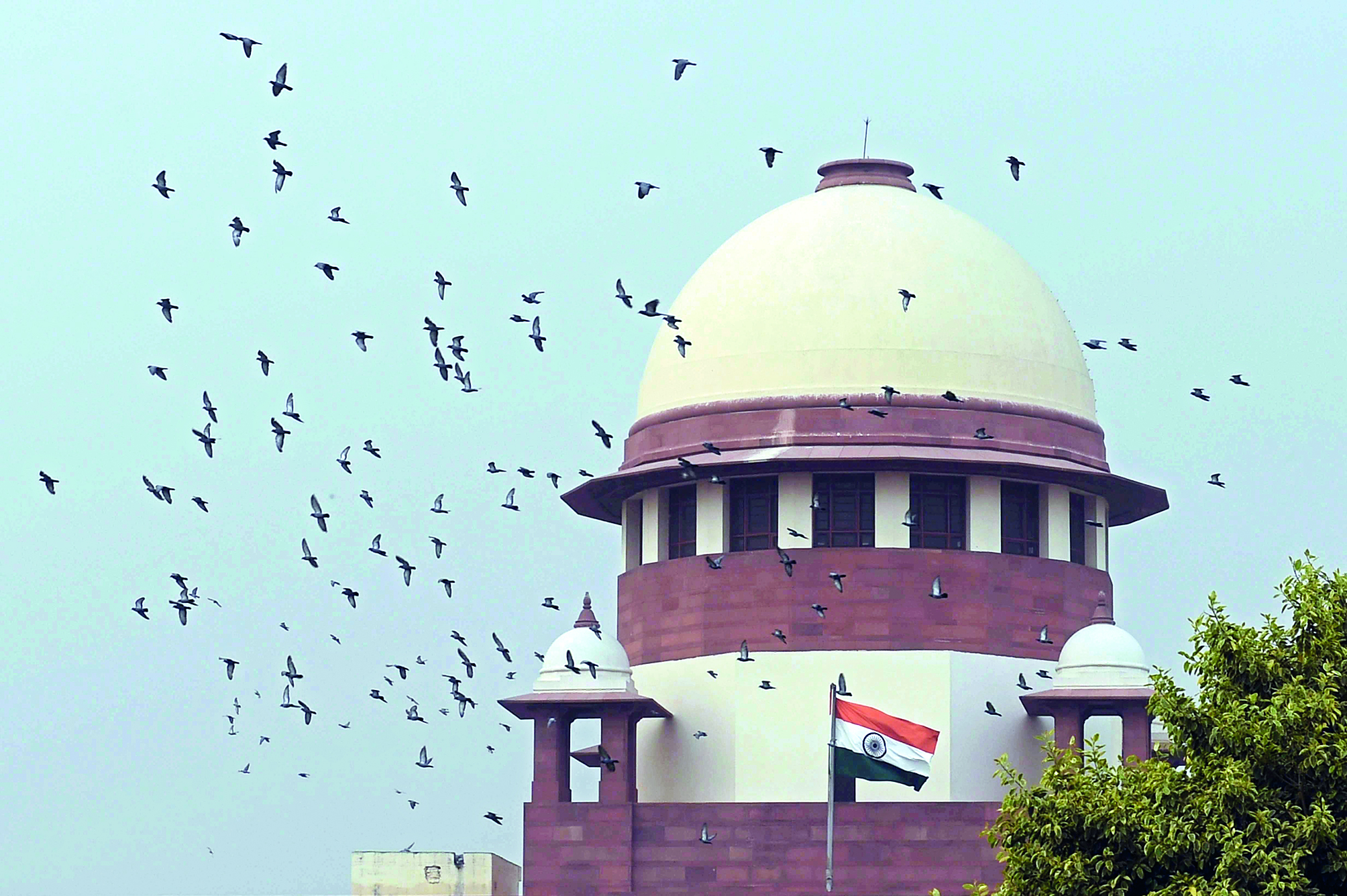 Humans have selective amnesia on significance of forests: SC