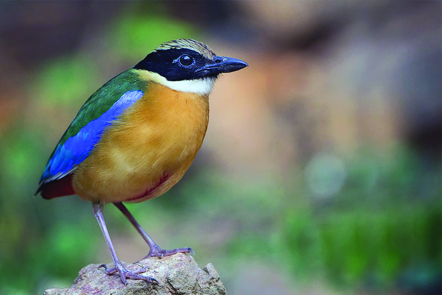 Mangrove pitta bird population rises in Odisha’s Bhitarkanika