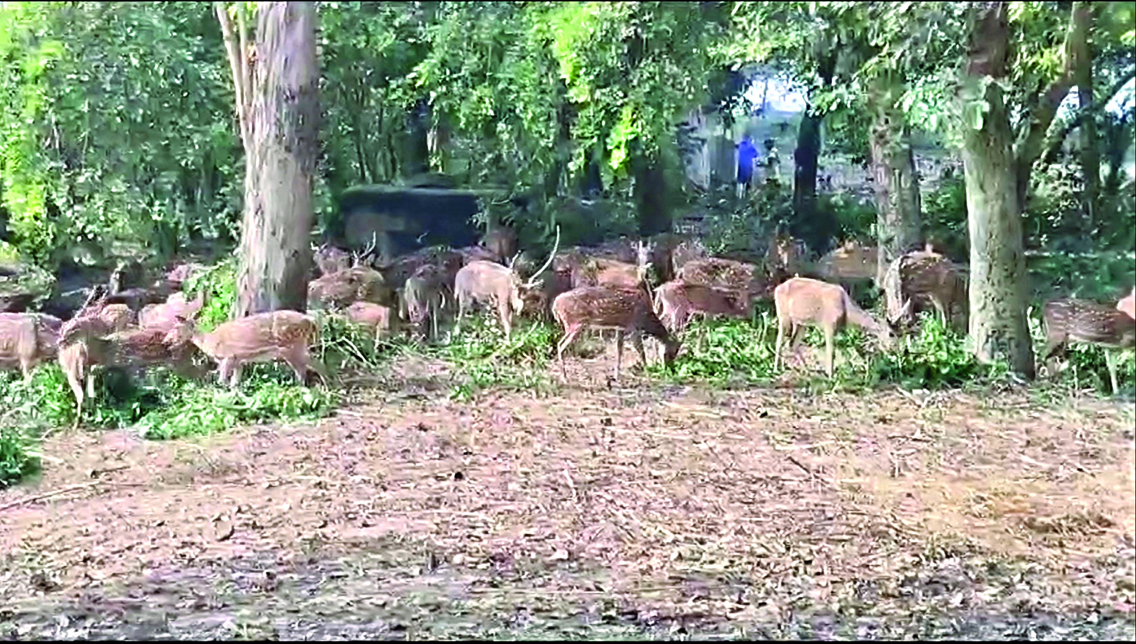 Animals at Adina Deer Park get glucose, ORS to beat the heatwave