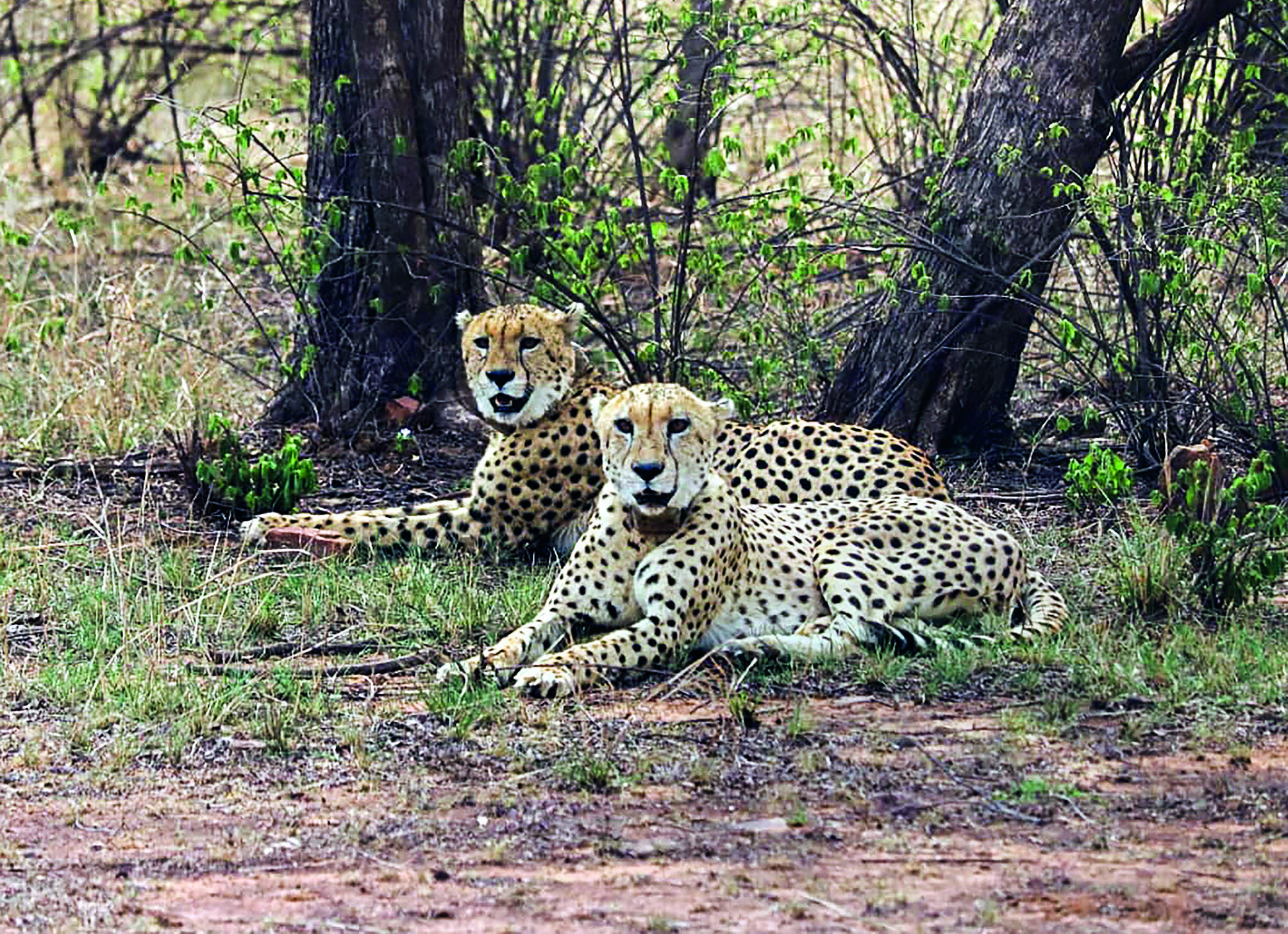 Gandhisagar sanctuary to get cheetahs from S Africa Gandhisagar sanctuary to get cheetahs from S Africa