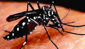 ZSI develops tech for surveillance of mosquitoes