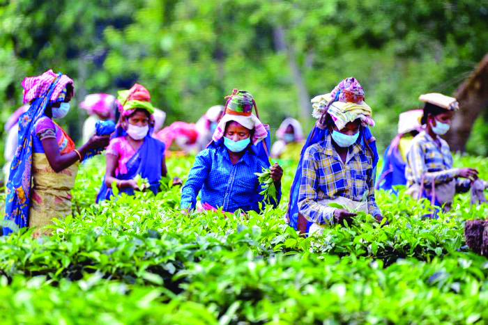North Bengal tea gardens grapple with severe water crisis, insect infestations