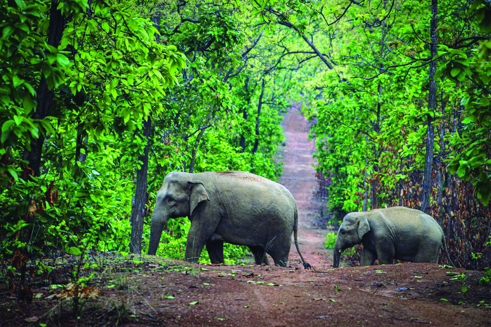 State lays emphasis on safeguarding voters from wild elephants