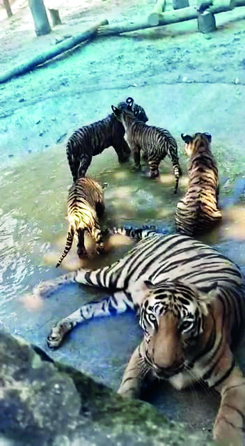 Bengal Safari Park takes special measures to beat the scorching heat