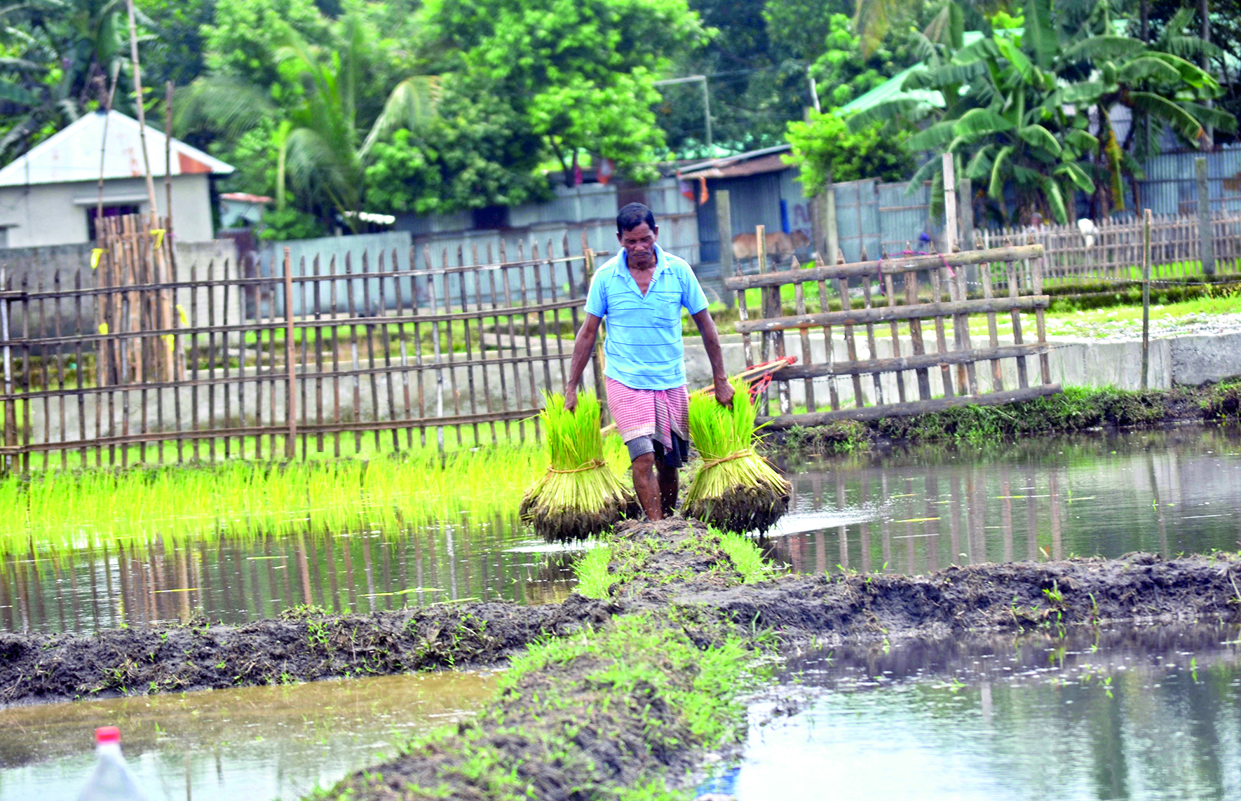 Heatwave hits paddy, jute & maize farming