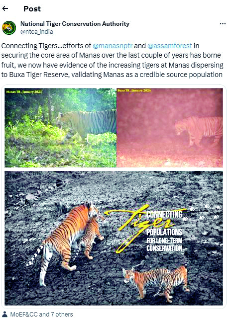 Tigers from Assam’s Manas Nat’l Park migrating to BTR Tigers from Assam’s Manas Nat’l Park migrating to BTR