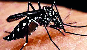 SMC takes measures to prevent dengue