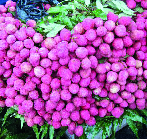 Malda: ‘Good yield of litchi to makeup   for dip in mango produce this year’