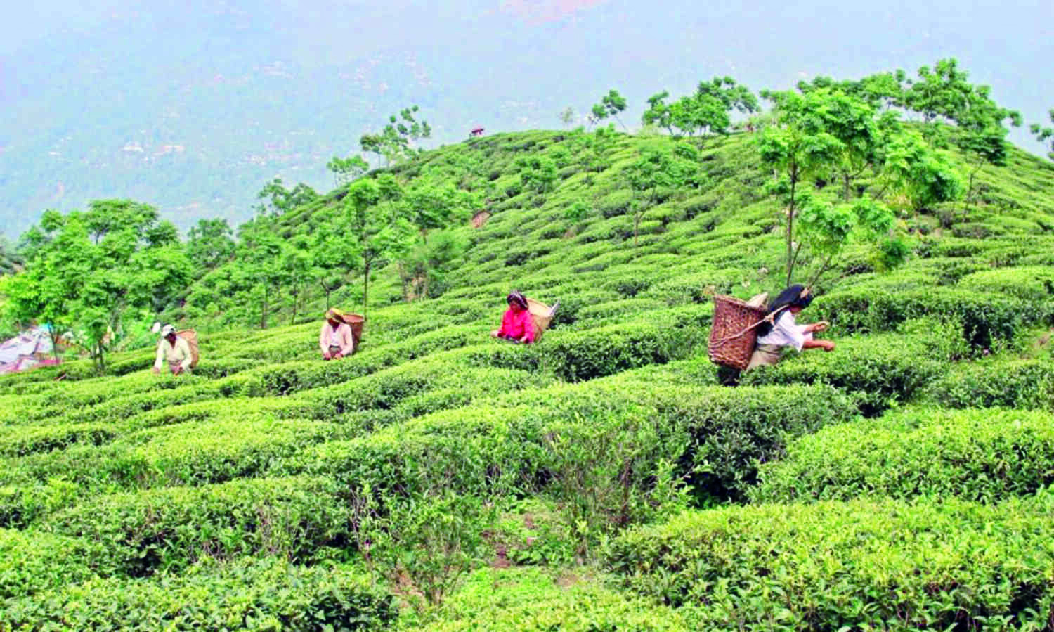TMC’s tea union appeals to state over securing long-term lease TMC’s tea union appeals to state over securing long-term lease