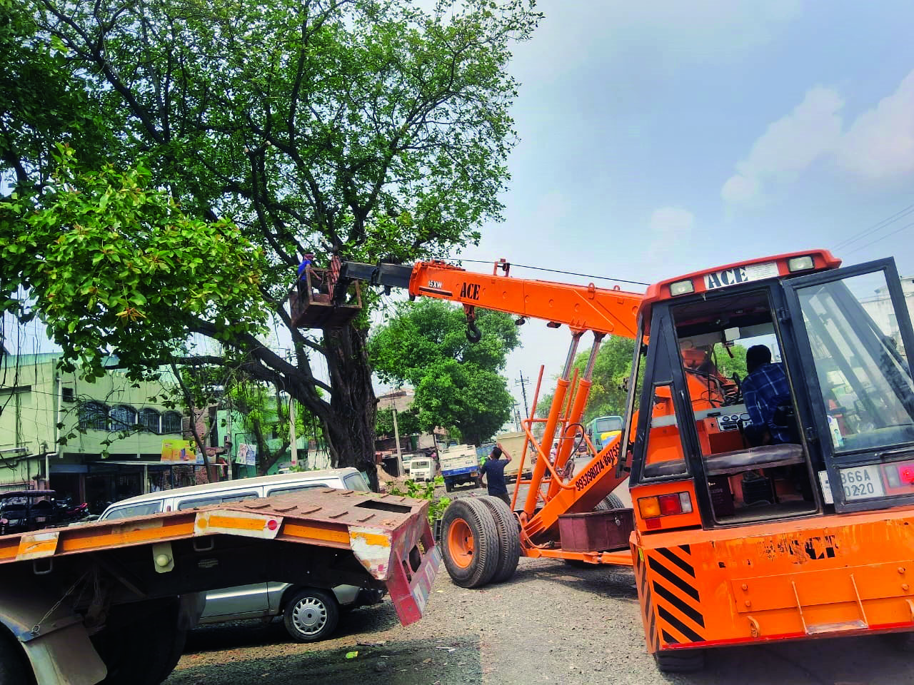 Tree transplantation takes place in Malda