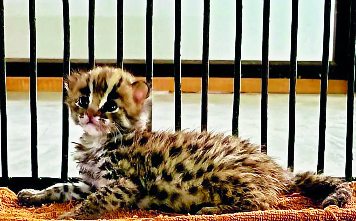 Leopard cat gives birth to cub at Bengal Safari Park