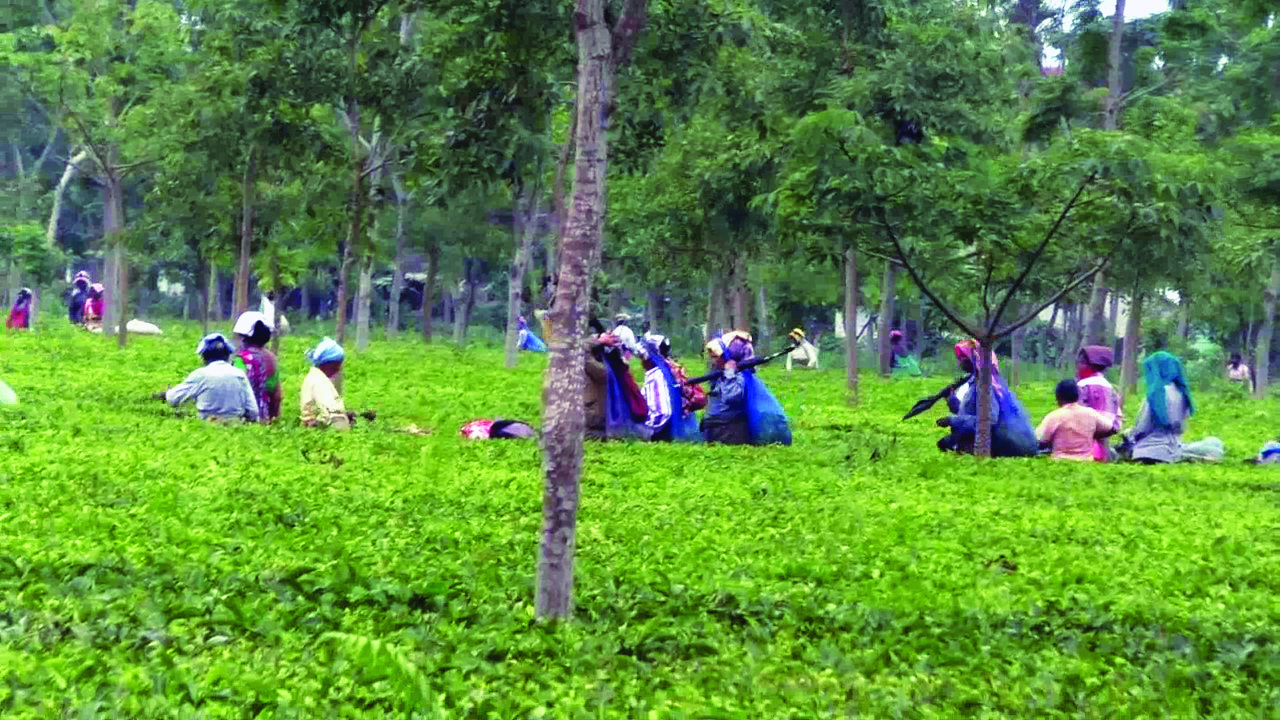 Tea gardens struggle as weather wreaks havoc