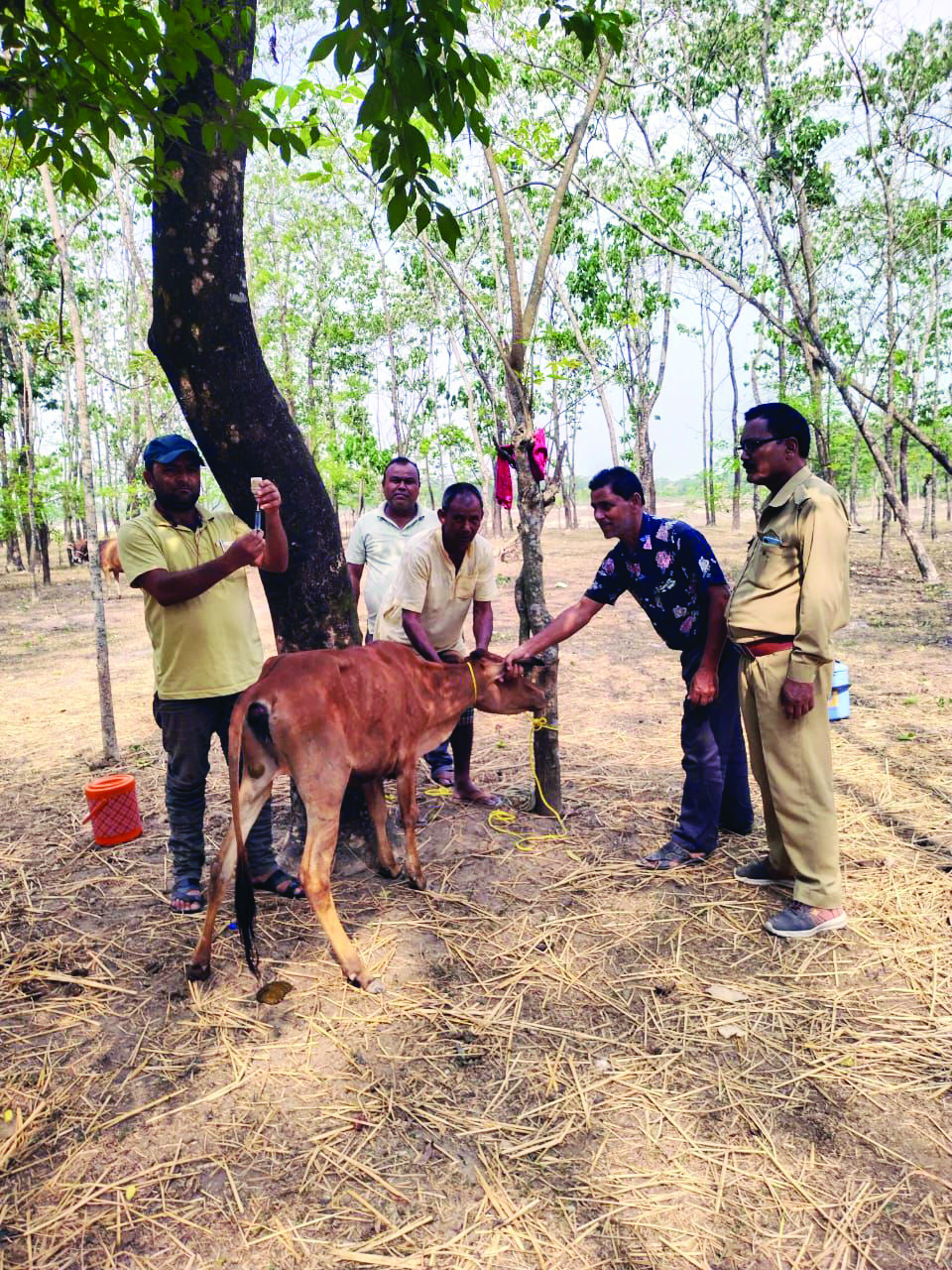 Jaldapara National Park launches vaccination drive to protect livestock Jaldapara National Park launches vaccination drive to protect livestock