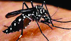 ‘Malda among 12 dengue hotspot districts’