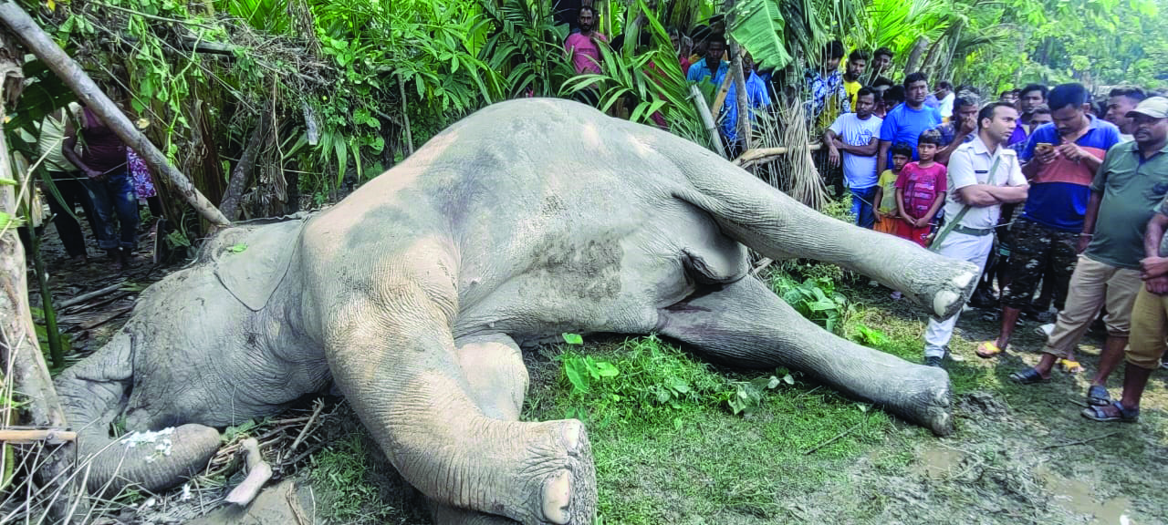 Electrocuted jumbo found in betel nut orchard sparks probe Electrocuted jumbo found in betel nut orchard sparks probe