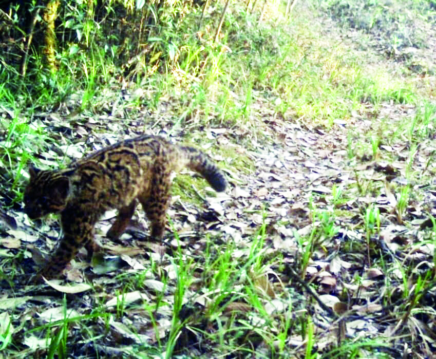 Forest dept to monitor wildcats in North Bengal post monsoon