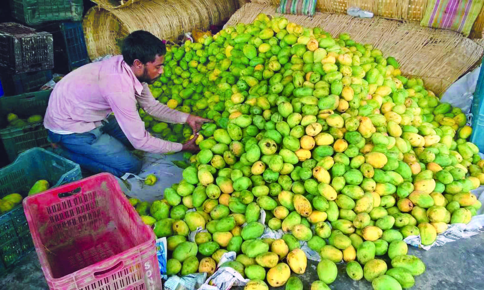 Low production: ‘Langra variety of mango unlikely to hit markets’