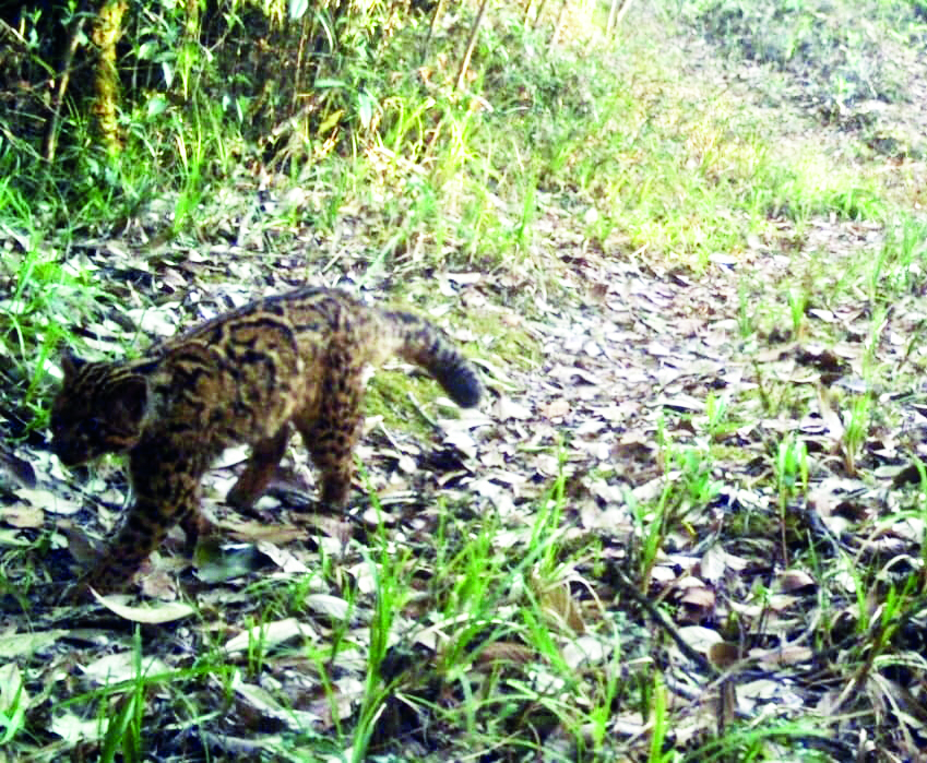 Forest dept to monitor wildcats in North Bengal post monsoon 