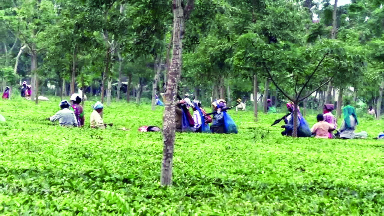 Low production, prices hit North Bengal tea plantations Low production, prices hit North Bengal tea plantations