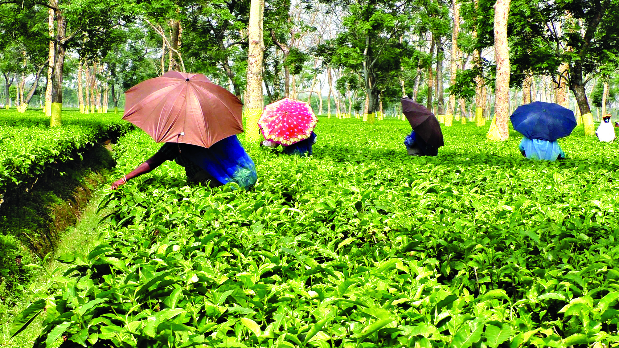 State advocates for reduction of   chemical  fertilisers for tea production