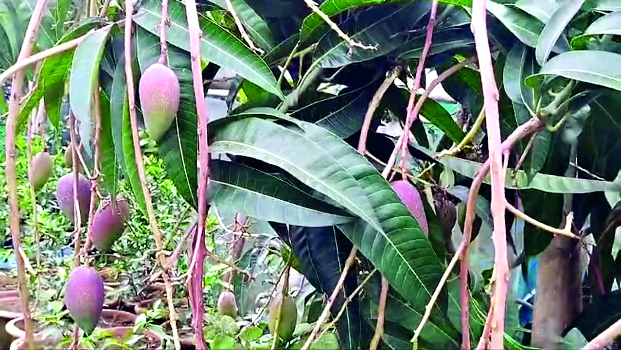 Teacher cultivates foreign mangoes in Cooch Behar Teacher cultivates foreign mangoes in Cooch Behar