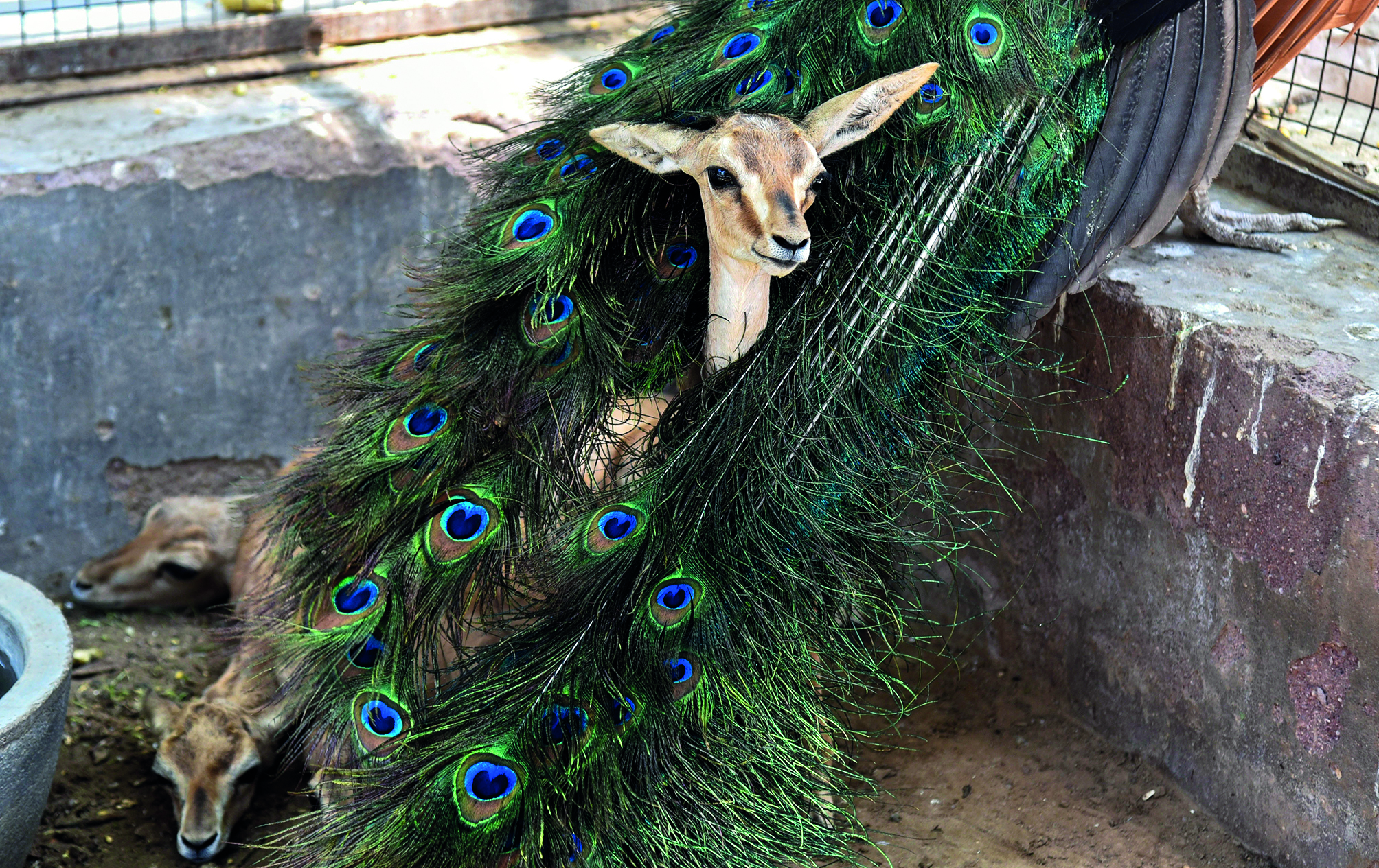 No respite from heat wave in large parts of India, Barmer sizzles at 48.8 deg C