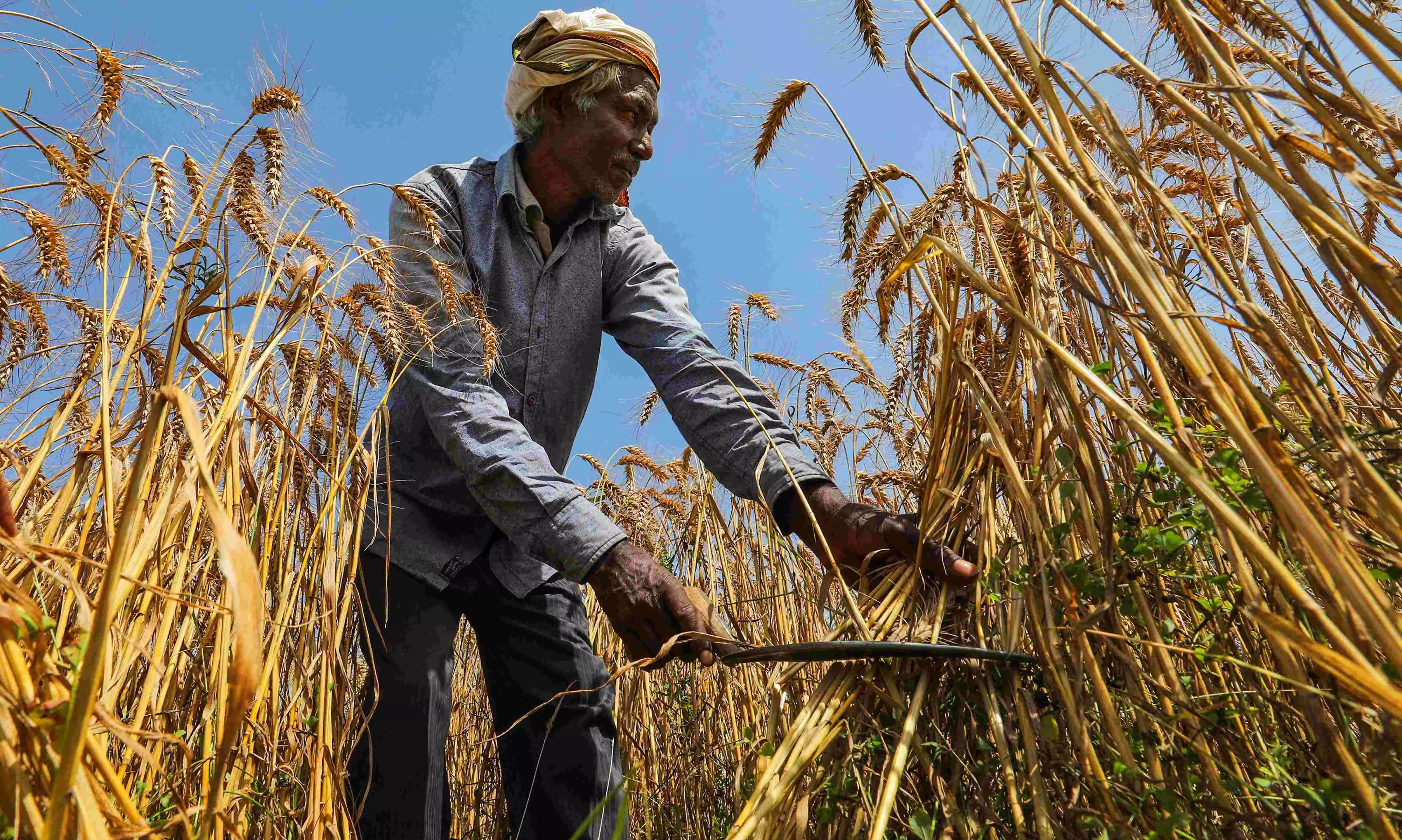 Wheat procurement exceeds last years total amid robust northern state supplies Wheat procurement exceeds last years total amid robust northern state supplies