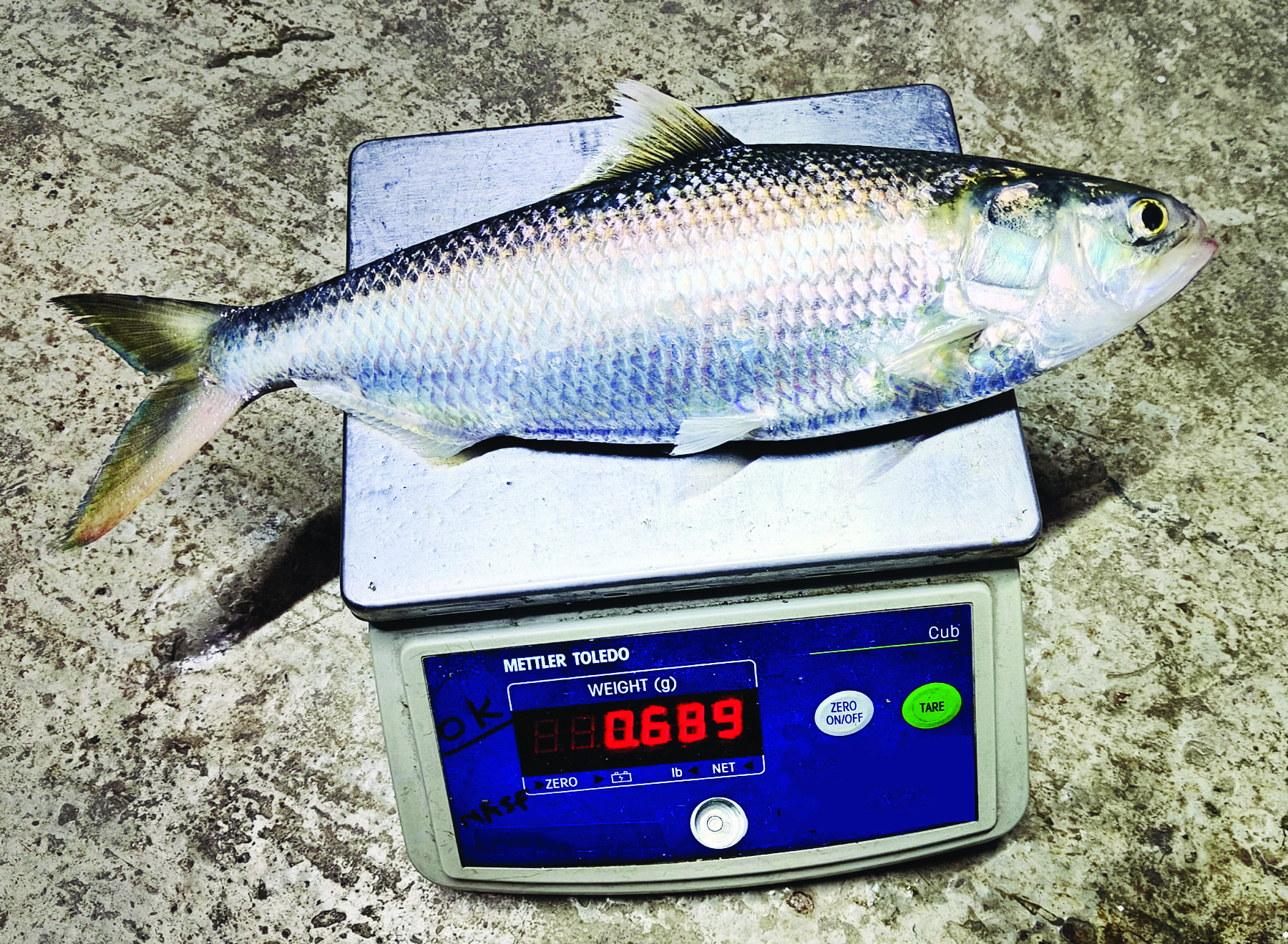 As many as 4 ICAR institutes rear over 2,500 Hilsa in ponds