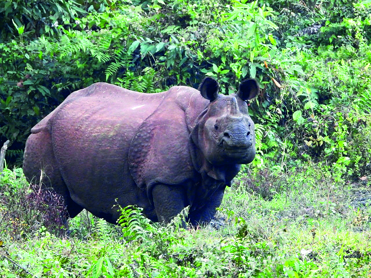 Jaldapara National Park enriches habitat with 8 new grass species Jaldapara National Park enriches habitat with 8 new grass species